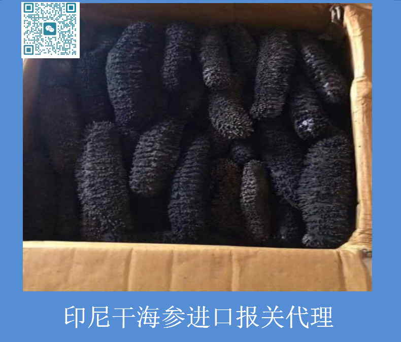 印尼干海參進(jìn)口報關(guān).jpg