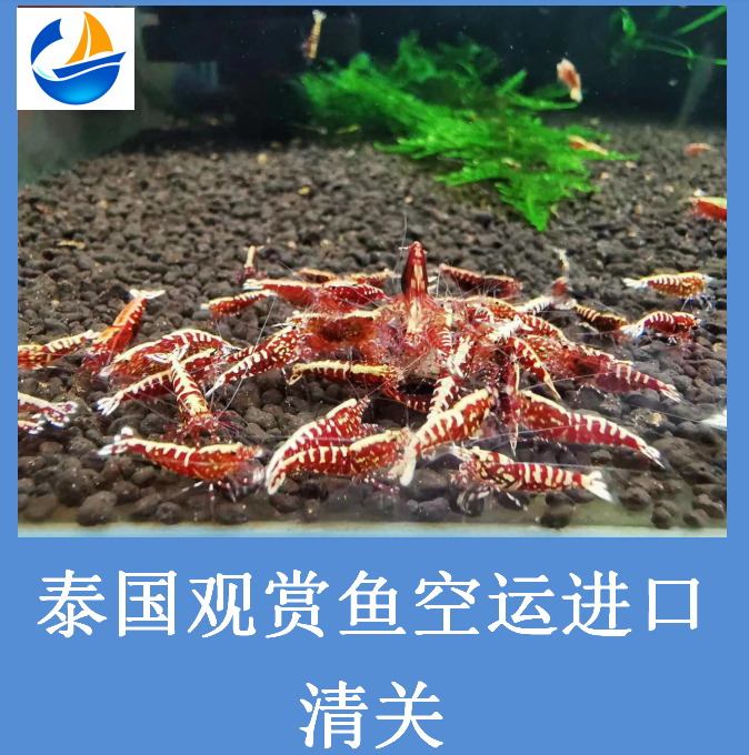 泰國觀(guān)賞魚(yú)進(jìn)口清關(guān).png